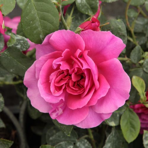 Rozen bestellen en bezorgen - engelse roos - rood - Rosa The Dark Lady - zacht geurende roos - David Austin - Felle donkerrode bloem met zachte geur en losse kroonblad.